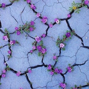 Meet your Posher, Audrey